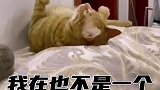 猫咪我再也不是一个完整的猫了