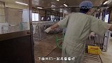 日本培养17头“半人猪”，体内拥有人类的器官，用途真的变态！
