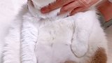 喂药之后… 星探家 猫 吸猫