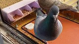 我喂它鸽粮，它喂我狗粮……