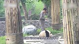 饲养员喂食小熊猫，看着小熊猫抱大腿的样子，真是太可爱了