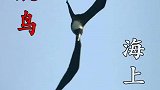 军舰鸟借助鲯鳅轻松捕食飞鱼!