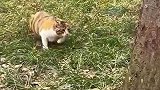 猫咪捕鸽子，飞扑跳跃瞬间将鸽子拿下