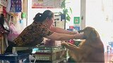 金毛轮胎使唤主人，让他去买火腿肠，如今地位已经发生转变，好逗