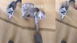 铲屎官想要出门，没想到猫咪竟发飙了，居然这样拦截她！