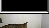 你对猫的误解太深了，很有意思