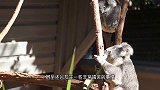 狗子出门散步，背着一只考拉宝宝回家，怎么都甩不掉，太搞笑了