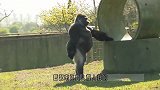 动物园现无毛的猩猩，肤色接近人类，是进化的新特征