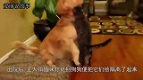 狗狗重病后出院了，猫咪不仅没欺负它，竟做出这么暖心的举动！