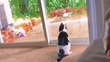 本能反应, 猫咪看到老鼠飞奔而出, 结果却一头撞上玻璃门