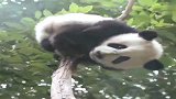 熊猫：又被卡住了！团子：奶妈我不是故意的，你先救我下来！