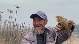 和爷爷一起来掰香椿，回家用开水煮一下消毒！