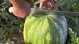 用心挑出来的西瓜不一样，梦中情瓜，自家种植