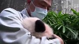 熊猫宝宝：跟奶爸撒娇的小可爱，非要抱抱