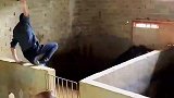 弹跳能力惊人的土猪，这只猪迟早会跳出猪圈
