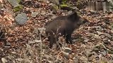 野猪妈妈遇上棕熊