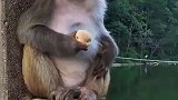 被猴子妈虐待的孩子，成一副干壳都要抱着