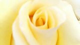 黄玫瑰的花语：幸运，已逝的爱，为爱道歉