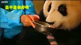 网友, 这货咋当上国宝的, 国宝, 忘仔牛奶, 说的就是我