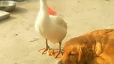 大鹅惹狗子生气了，狗子不理它，它就用吃的来哄狗子！