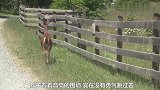 鹿妈妈鼓励小鹿跨越障碍，小鹿的不放弃最终成功，长见识了