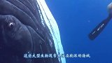 日本海岸发现30米长“庞然大物”专家赶到后，让围观者赶快撤离