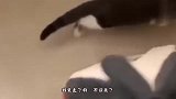 猫：臭小子，都怪你，害得老娘再也当不了正经猫了