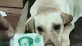 狗狗不肯喊妈妈，一听给钱立马就动心，真是个“大财迷”好可爱！