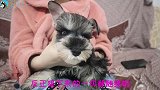 主人让狗宝宝抓阄，给自己选名字，看看它会选个什么名字？