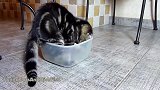 把自己装进盒子里的猫咪，这盒子这么小，都装不下你了！