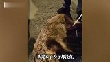 夜幕下两只野猪在市区转悠，过马路时卡在护栏栏杆里，当地：打了麻醉后拖走了