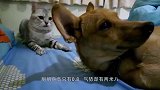 猫咪坐在路口等狗狗回家，接下来的画面让人暖心，镜头拍下全过程