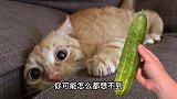 猫怕黄瓜黄瓜能把猫吓飞假的！