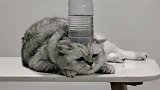 猫在桌上趴，瓶从天上来