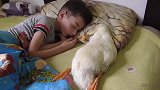 小鸭子和宝宝一起长大，每天睡觉这个姿势粘在一起，亲如家人一般