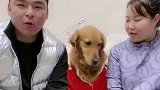 金毛妞妞跟妞妈关系最好，一瞧妞爸手里有肉，立马就当了“叛徒”