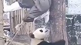当奶爸爸想把熊猫劝回家