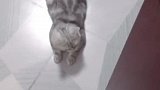 吵架吵不过一只猫，下回吃夜宵还是带上它比较好