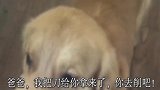 马犬犯错，金毛听爸爸要削了马犬的耳朵后，立马给爸爸叼了把刀来