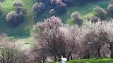 自驾伊犁杏花进入盛花期，迎来新疆最美的春天