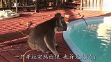 考拉口渴入户讨水，喝完还跟美女“亲亲”，动作太萌了！