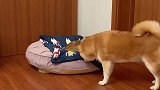 柴犬和猫咪抢狗窝，谁赢了呢