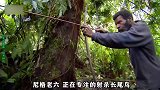 原始部落是如何捕捉长尾鸟的？