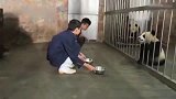 熊猫：大熊猫宝宝为了盆盆奶“越狱”，铁栏什么的都是不存在的