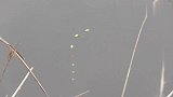 七星漂钓草边，上了一条大鲫鱼