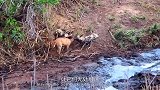 豺狼在河马地盘捕猎，被发现后，河马的反应太凶残