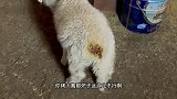 给小猪买了烤火炉，结果我口水都流出来了
