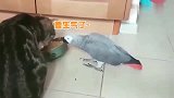 鹦鹉偷猫粮，没想到这结局！