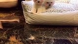小只小可爱