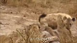 鬣狗误入狮子领地，被狮子咬残，叼起它的身体向其他鬣狗示威